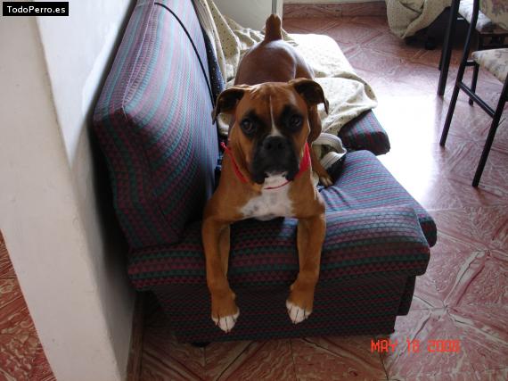 La foto del perro