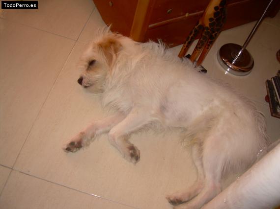 La foto del perro
