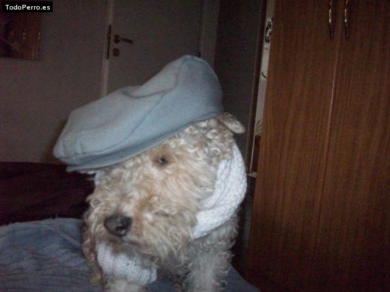 La foto del perro