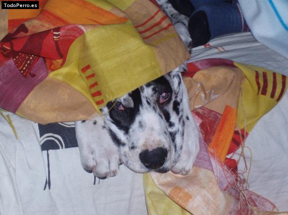 La foto del perro