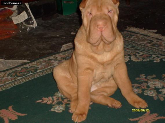 La foto del perro
