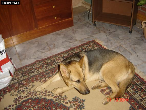 La foto del perro