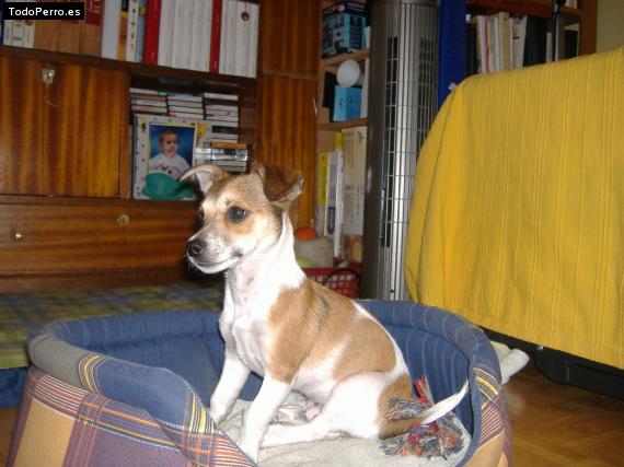 La foto del perro