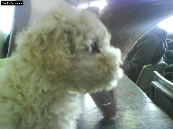 La foto del perro