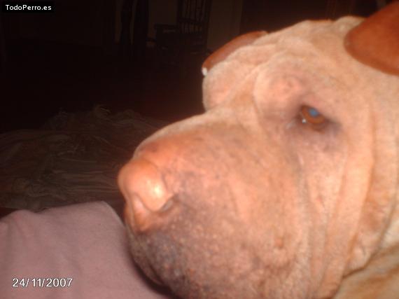 La foto del perro