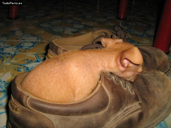 La foto del perro