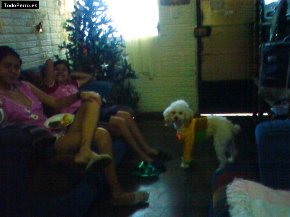 La foto del perro
