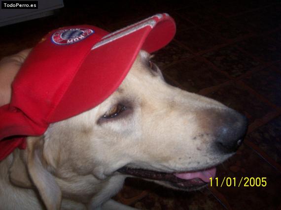 La foto del perro