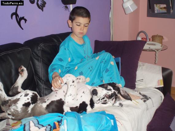 La foto del perro