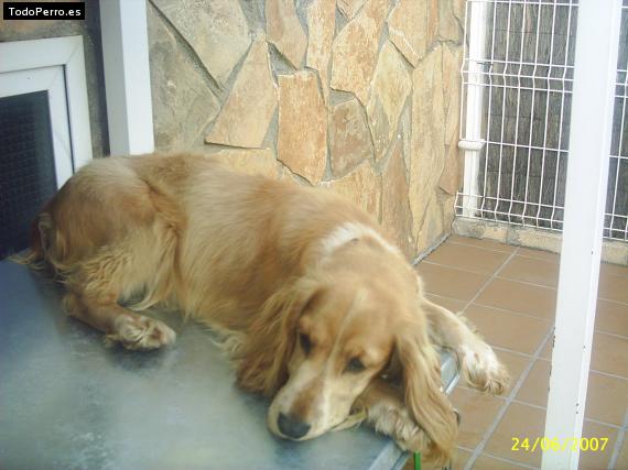 La foto del perro