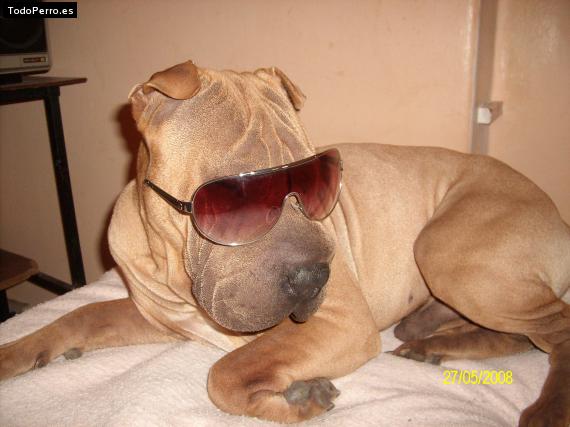 La foto del perro
