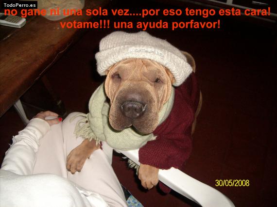 La foto del perro