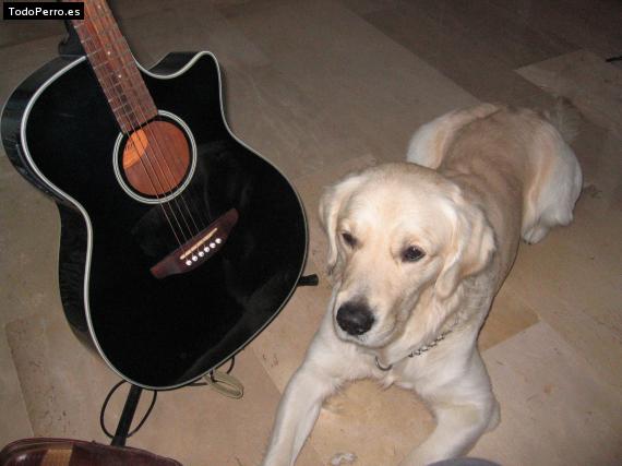 La foto del perro