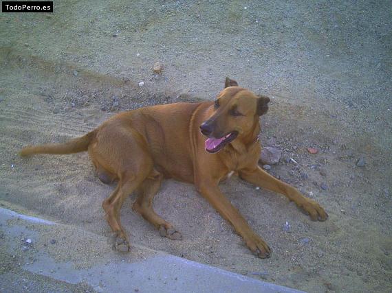 La foto del perro