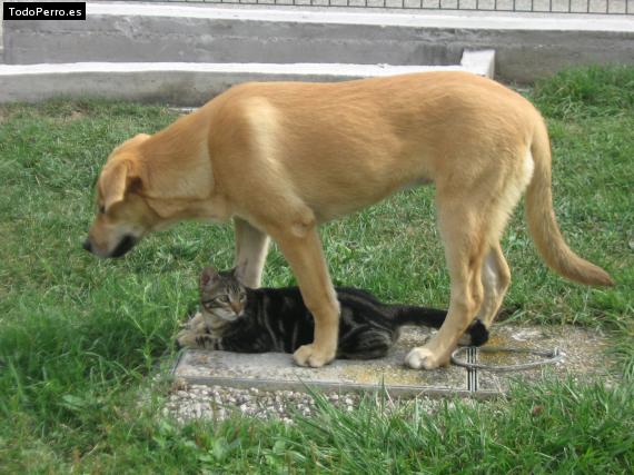 La foto del perro