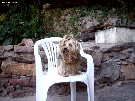 La foto del perro
