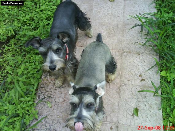 La foto del perro
