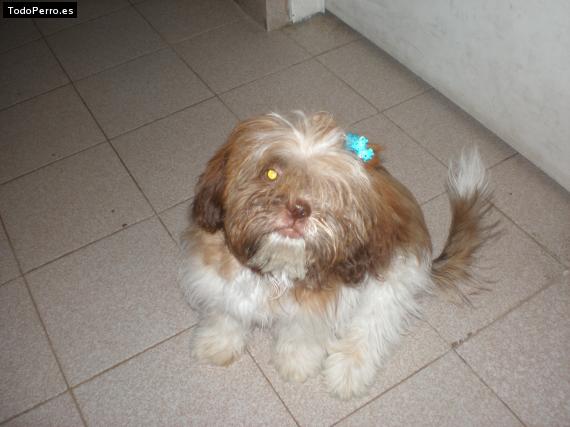 La foto del perro