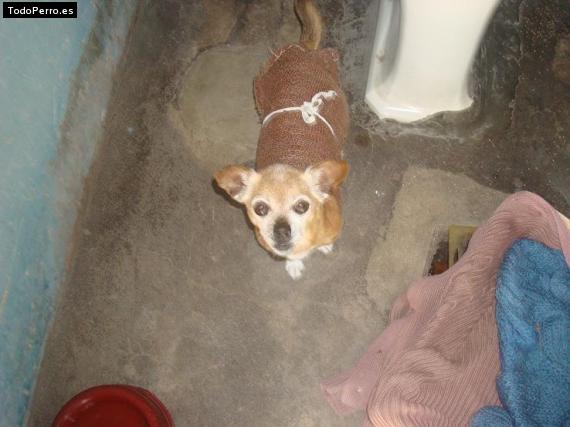 La foto del perro