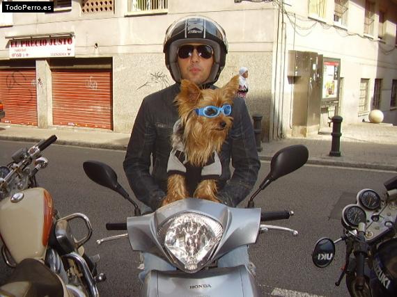 La foto del perro