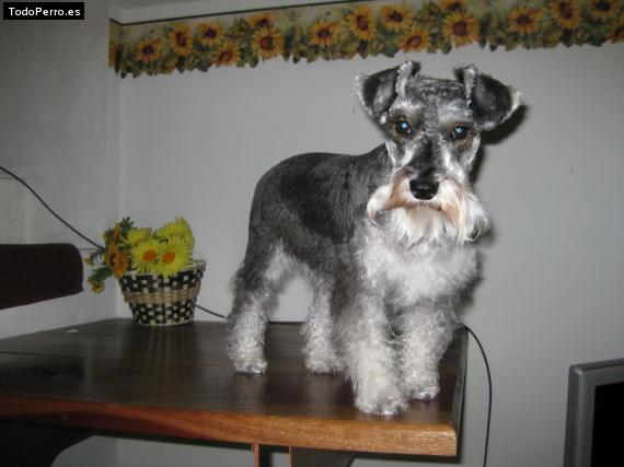 La foto del perro