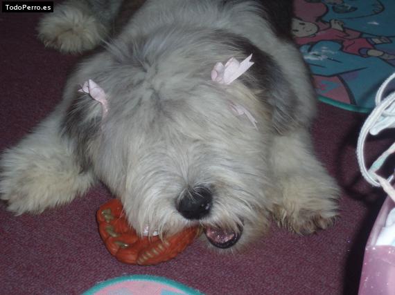 La foto del perro