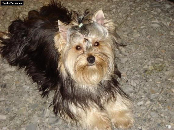 La foto del perro