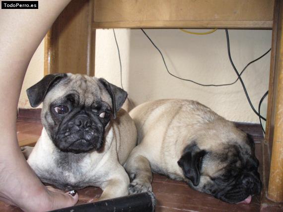 La foto del perro