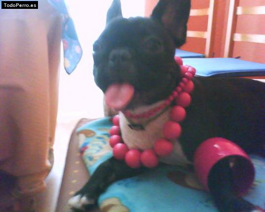 La foto del perro