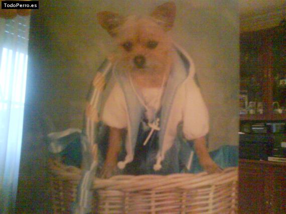 La foto del perro
