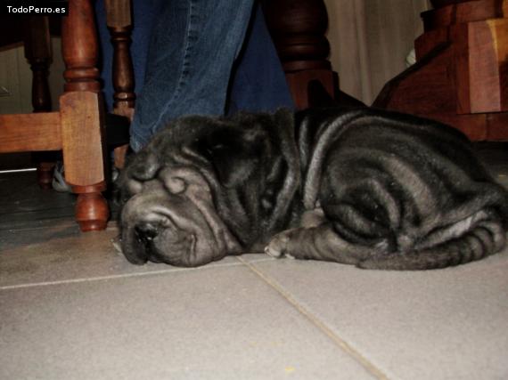 La foto del perro