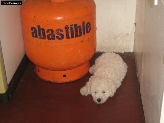 La foto del perro