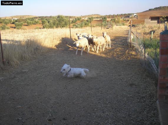La foto del perro