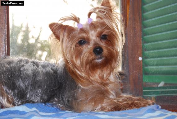 La foto del perro