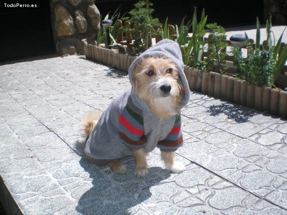 La foto del perro