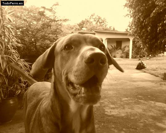 La foto del perro