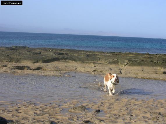 La foto del perro