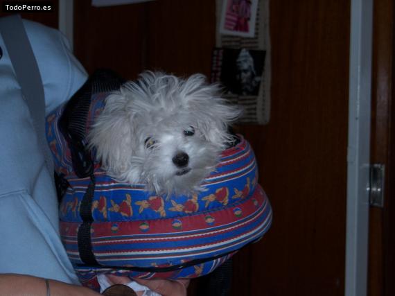 La foto del perro