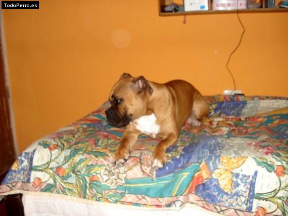 La foto del perro