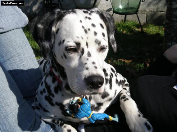 La foto del perro
