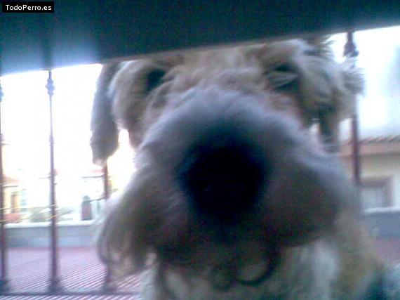 La foto del perro