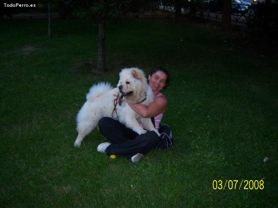 La foto del perro