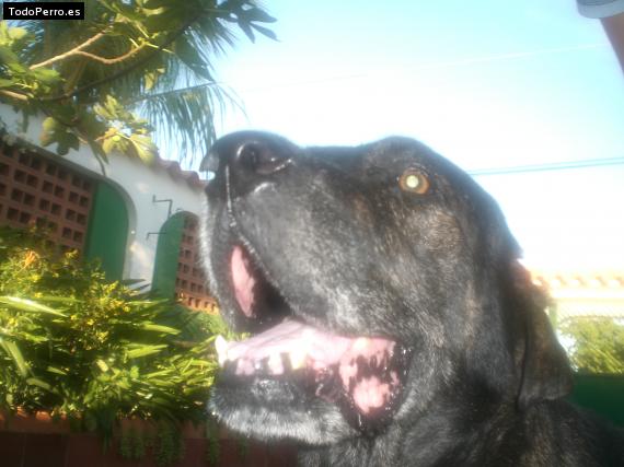 La foto del perro