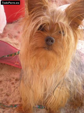 La foto del perro