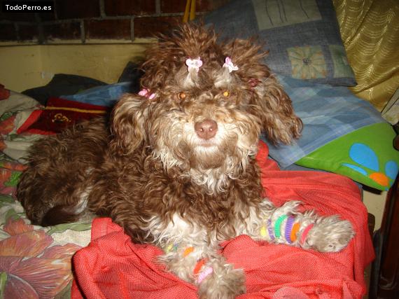 La foto del perro