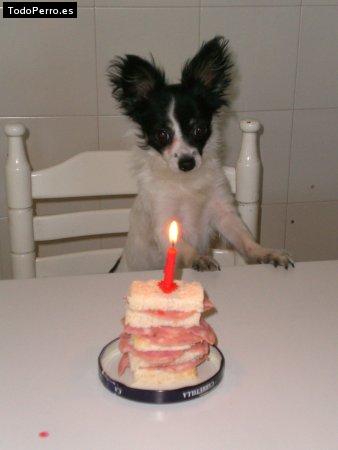 La foto del perro