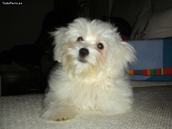 Foto del perro Nas