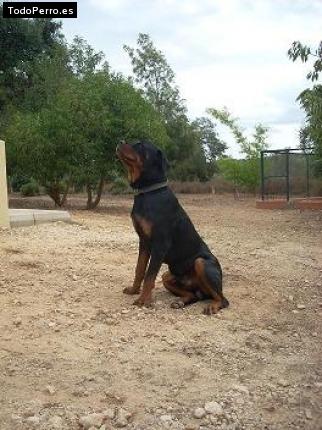La foto del perro