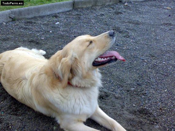 La foto del perro