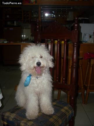 La foto del perro